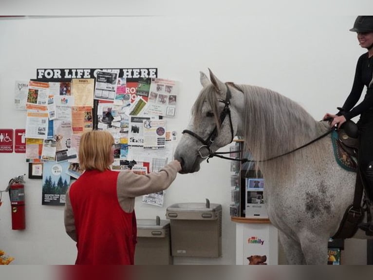 Andalusier Mix Wallach 9 Jahre Schimmel in Frederick
