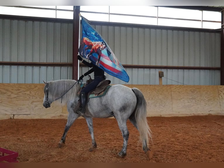 Andalusier Mix Wallach 9 Jahre Schimmel in Frederick