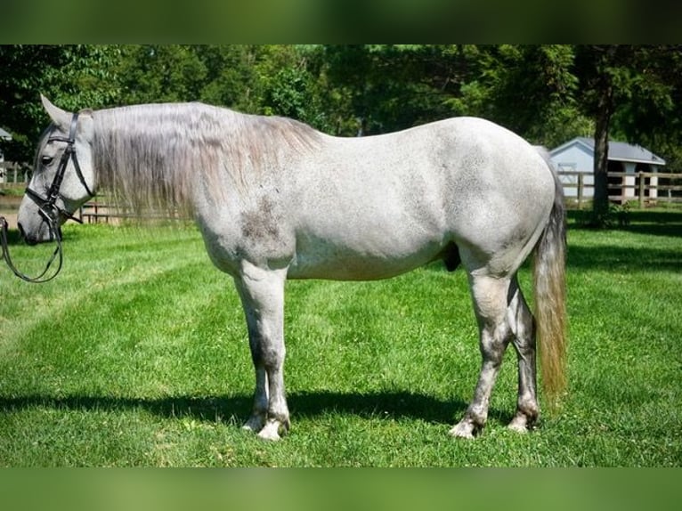 Andalusier Mix Wallach 9 Jahre Schimmel in Frederick