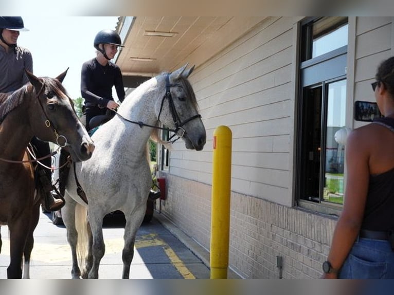 Andalusier Mix Wallach 9 Jahre Schimmel in Frederick