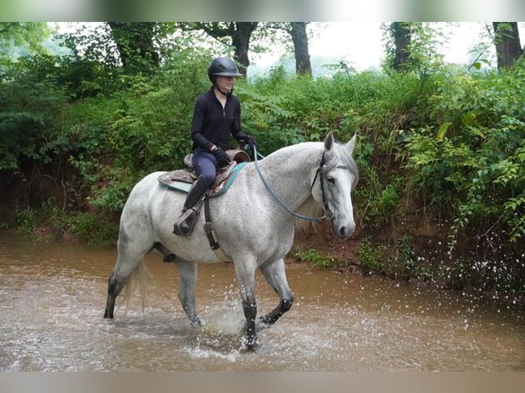 Andalusier Mix Wallach 9 Jahre Schimmel in Frederick