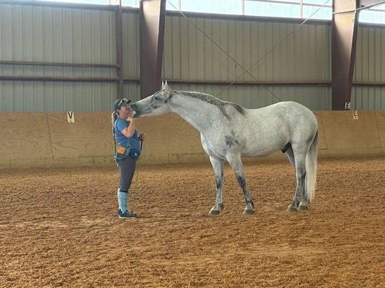 Andalusier Mix Wallach 9 Jahre Schimmel in Frederick