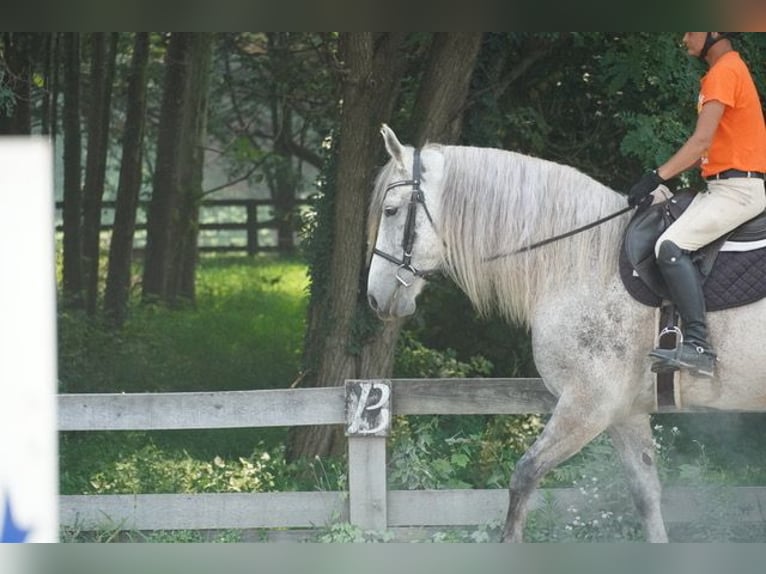 Andalusier Mix Wallach 9 Jahre Schimmel in Frederick