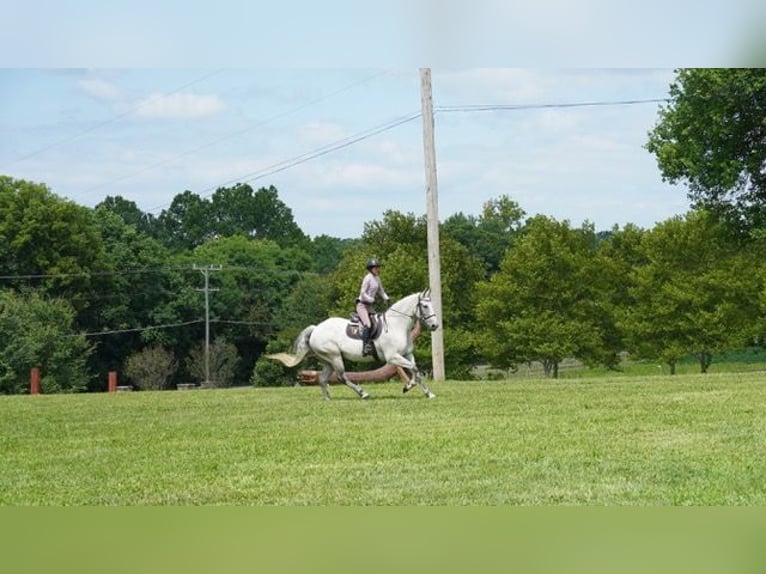 Andalusier Mix Wallach 9 Jahre Schimmel in Frederick