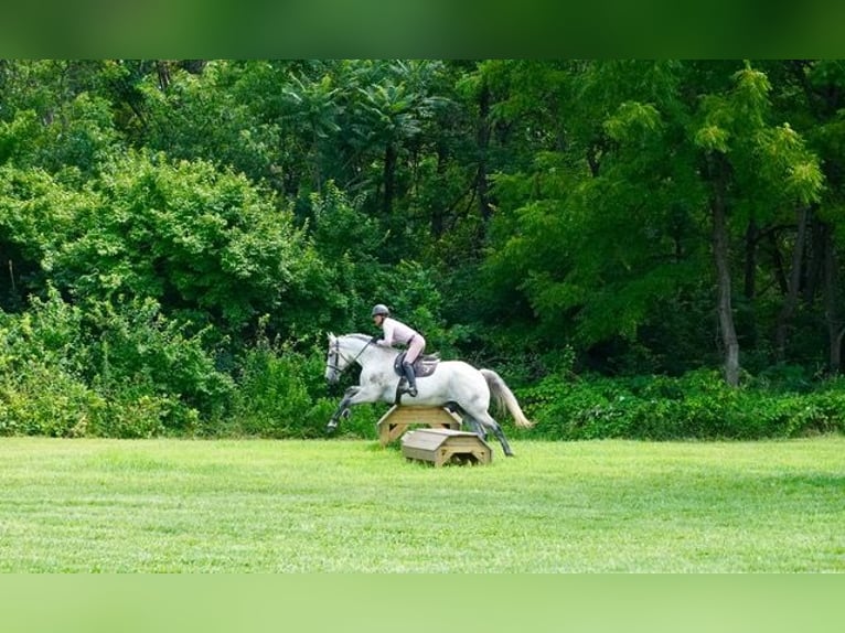 Andalusier Mix Wallach 9 Jahre Schimmel in Frederick
