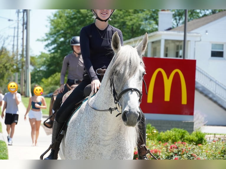Andalusier Mix Wallach 9 Jahre Schimmel in Frederick