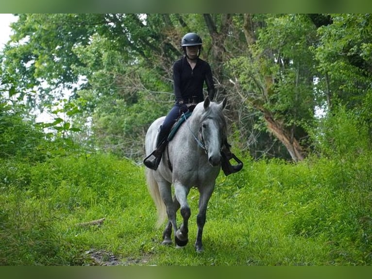 Andalusier Mix Wallach 9 Jahre Schimmel in Frederick