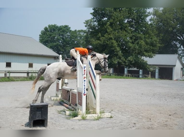 Andalusier Mix Wallach 9 Jahre Schimmel in Frederick