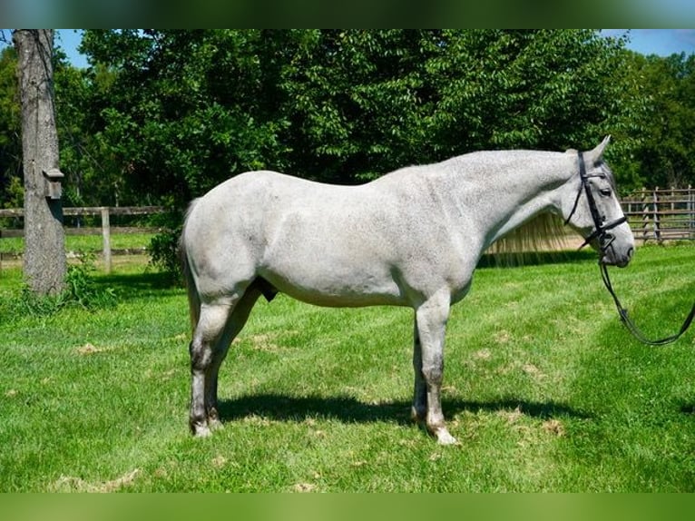 Andalusier Mix Wallach 9 Jahre Schimmel in Frederick