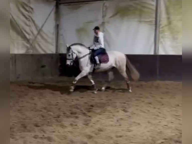 Andalusier Wallach 9 Jahre Schimmel in Rechnitz