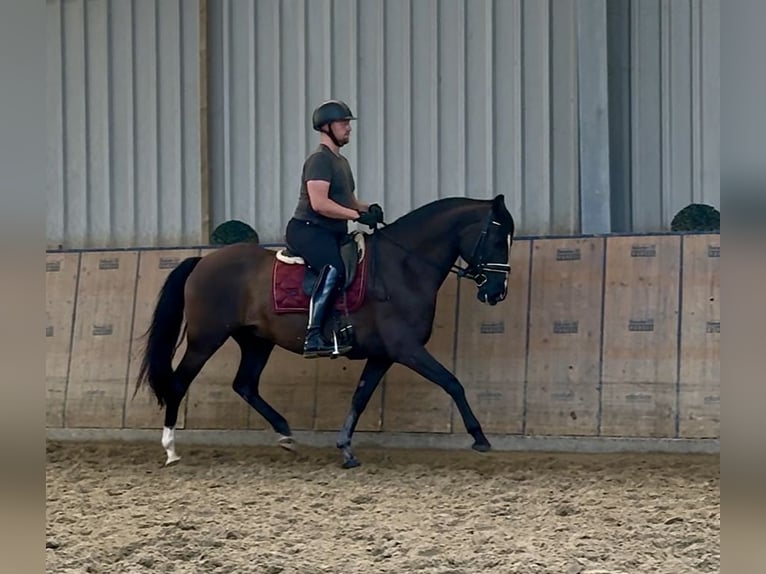 Andalusier Wallach Fohlen (04/2025) 160 cm Rappe in Neustadt (Wied)