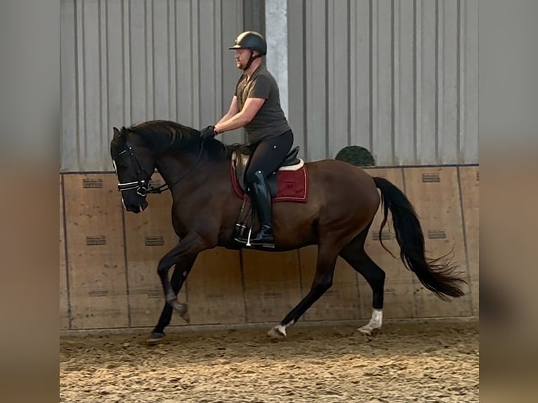 Andalusier Wallach Fohlen (04/2025) 160 cm Rappe in Neustadt (Wied)