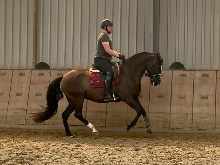 Andalusier Wallach Fohlen (04/2025) 160 cm Rappe in Neustadt (Wied)