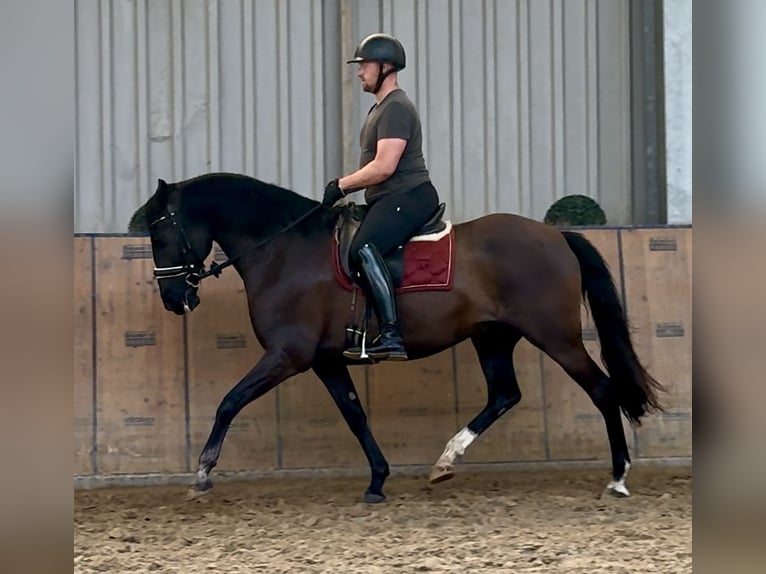 Andalusier Wallach Fohlen (04/2025) 160 cm Rappe in Neustadt (Wied)