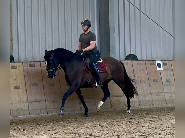 Andalusier Wallach Fohlen (04/2025) 160 cm Rappe in Neustadt (Wied)