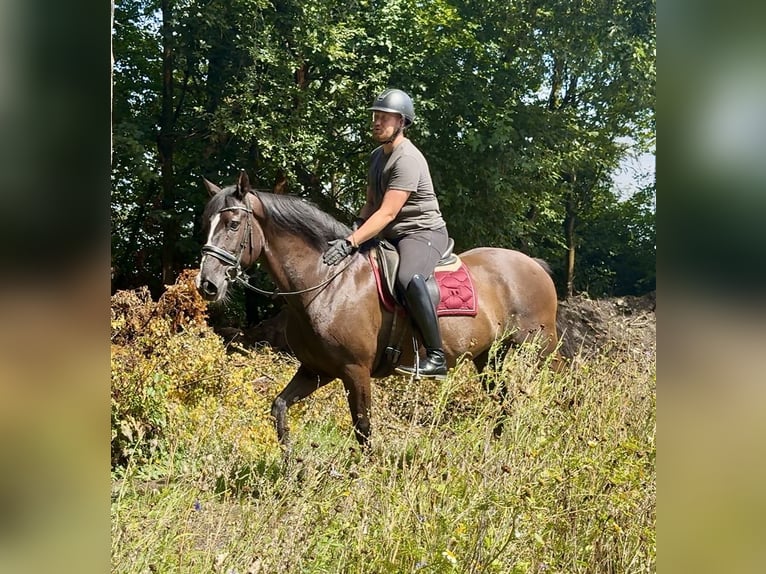 Andalusier Wallach Fohlen (04/2025) 160 cm Rappe in Neustadt (Wied)
