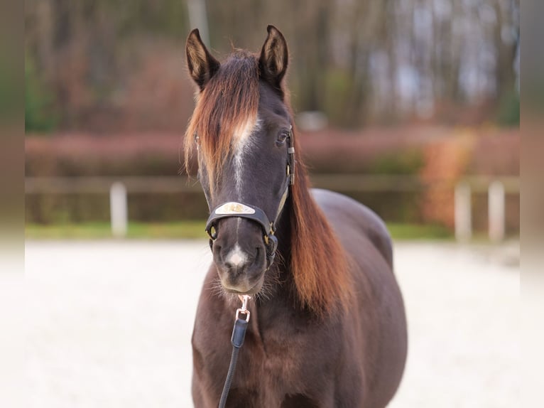 Andaluso Castrone 10 Anni 150 cm Baio scuro in Neustadt (Wied)