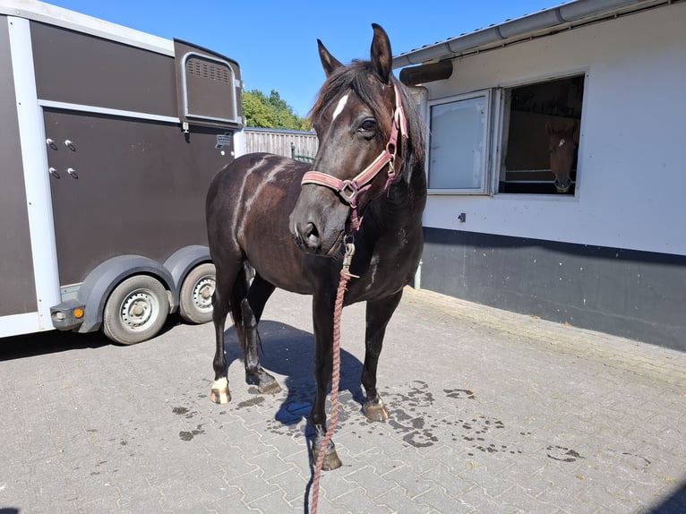 Andaluso Castrone 10 Anni 150 cm Morello in Berg en Terblijt