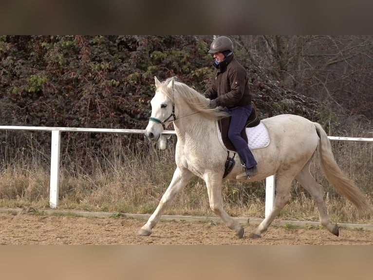 Andaluso Mix Castrone 10 Anni 156 cm Grigio in Rot an der Rot