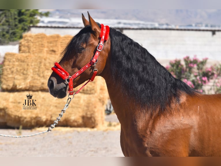 Andaluso Castrone 10 Anni 158 cm Baio in Tabernas