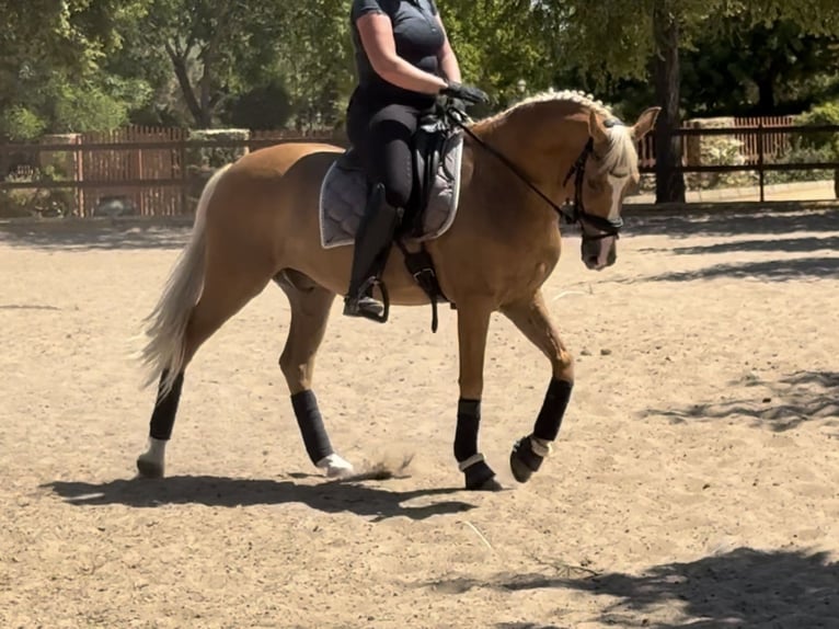 Andaluso Castrone 10 Anni 158 cm Palomino in Sevilla