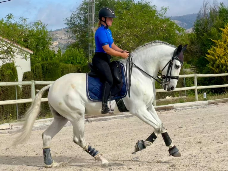 Andaluso Castrone 10 Anni 168 cm Grigio pezzato in Martfeld