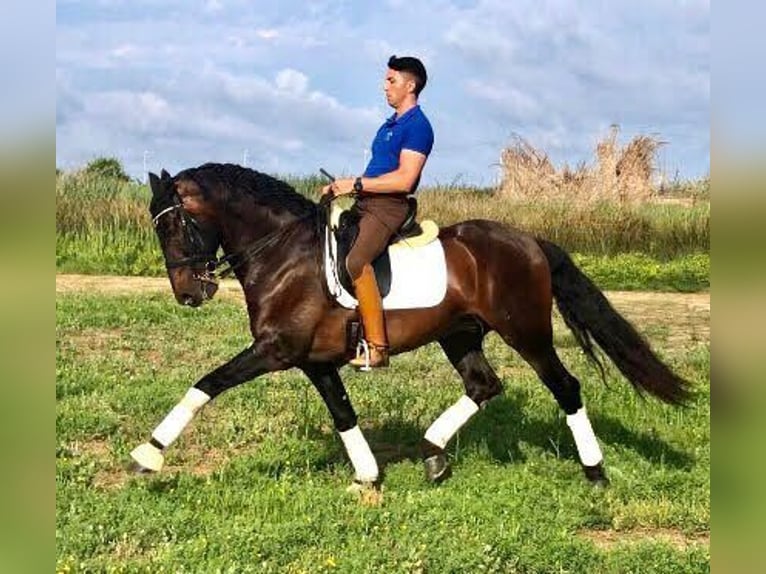 Andaluso Castrone 10 Anni 169 cm Baio ciliegia in Madrid