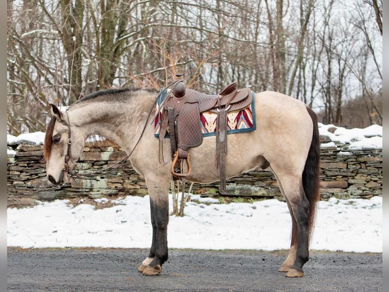 Andaluso Castrone 11 Anni 147 cm Pelle di daino in everette PA