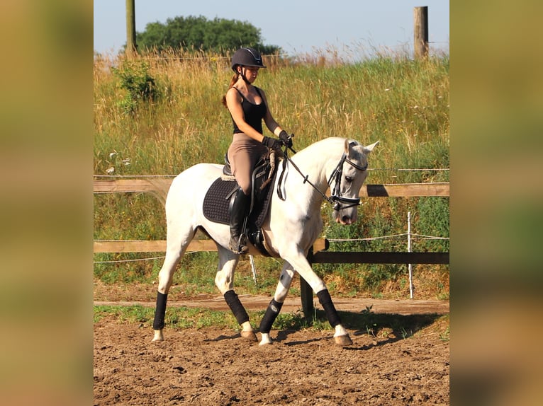 Andaluso Mix Castrone 11 Anni 152 cm Grigio in Uelsen