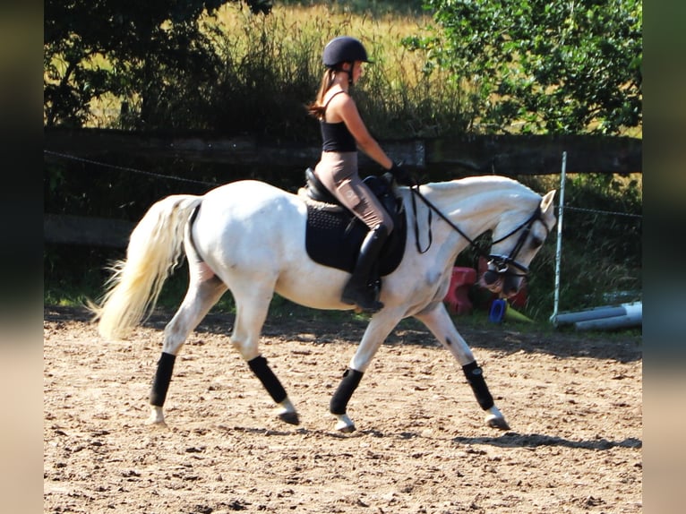 Andaluso Mix Castrone 11 Anni 152 cm Grigio in Uelsen