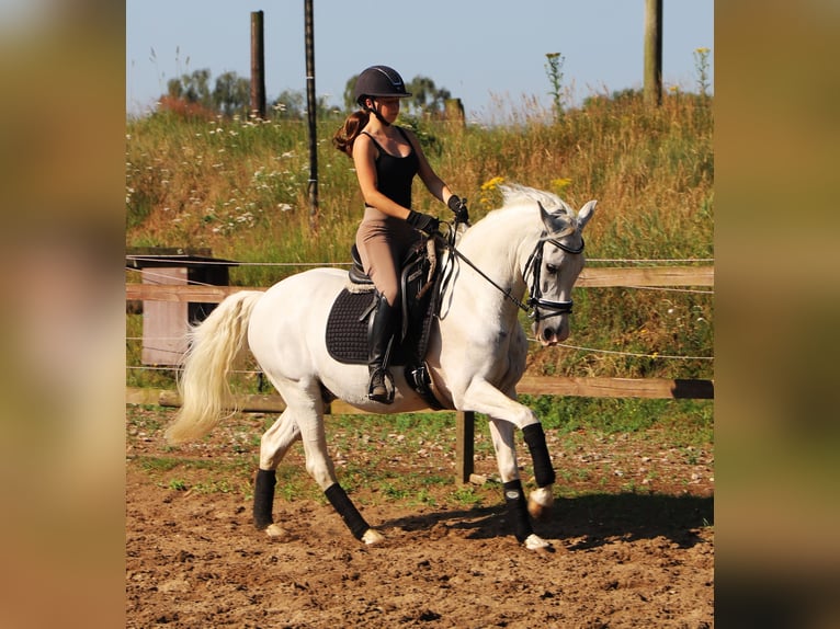 Andaluso Mix Castrone 11 Anni 152 cm Grigio in Uelsen