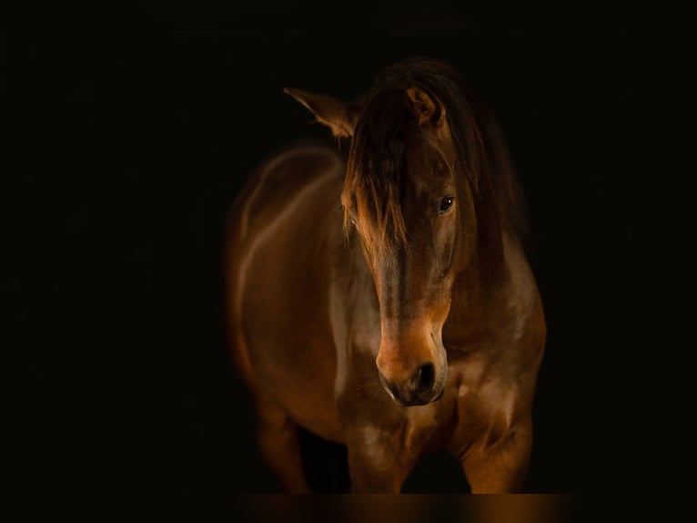 Andaluso Castrone 11 Anni 155 cm Baio scuro in Schopfheim