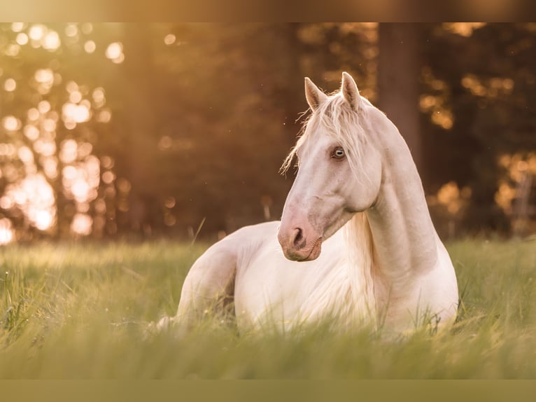 Andaluso Castrone 11 Anni 155 cm Cremello in Oerlinghausen