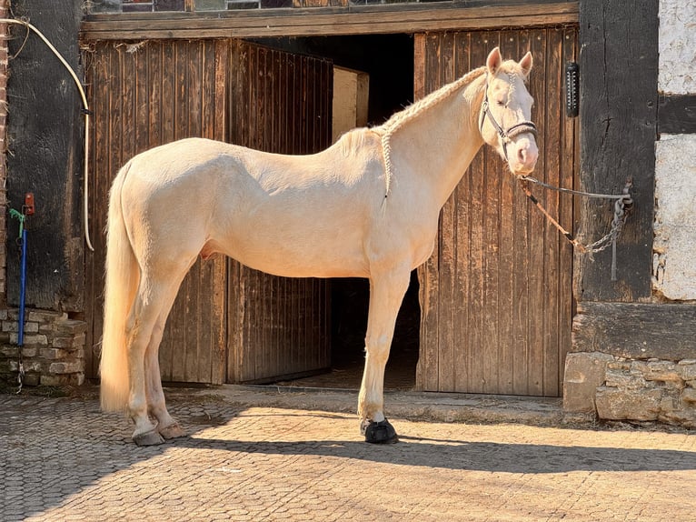 Andaluso Castrone 11 Anni 155 cm Cremello in Oerlinghausen