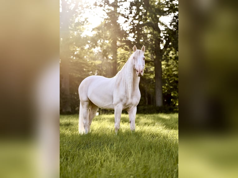 Andaluso Castrone 11 Anni 155 cm Cremello in Oerlinghausen