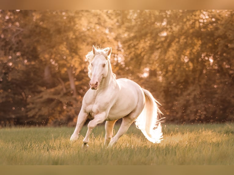 Andaluso Castrone 11 Anni 155 cm Cremello in Oerlinghausen