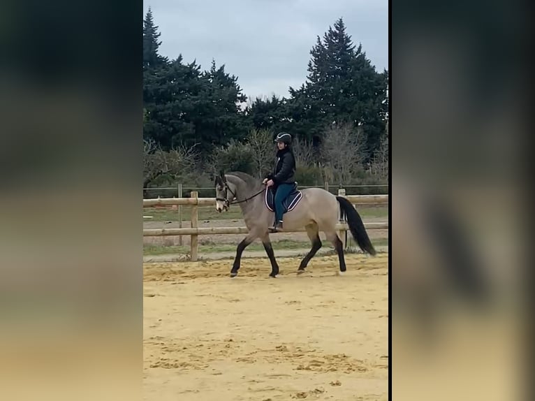 Andaluso Castrone 11 Anni 160 cm Falbo in Lunel-Viel
