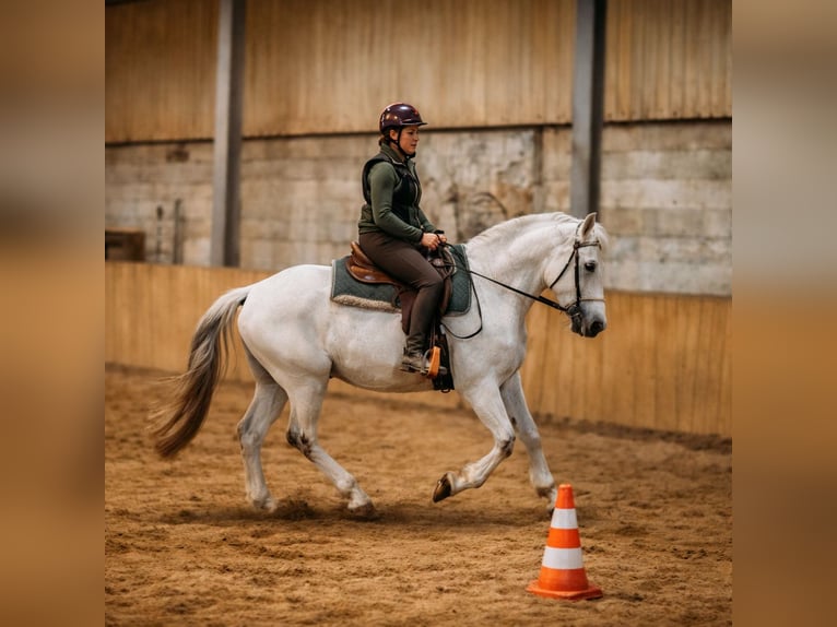 Andaluso Mix Castrone 11 Anni 160 cm Grigio in AschbachReipoltskirchen