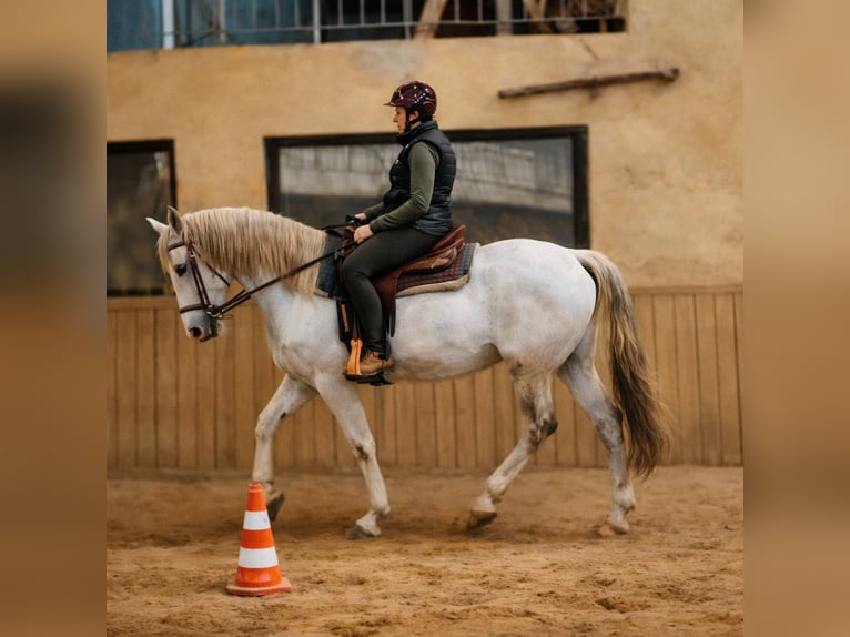 Andaluso Mix Castrone 11 Anni 160 cm Grigio in AschbachReipoltskirchen