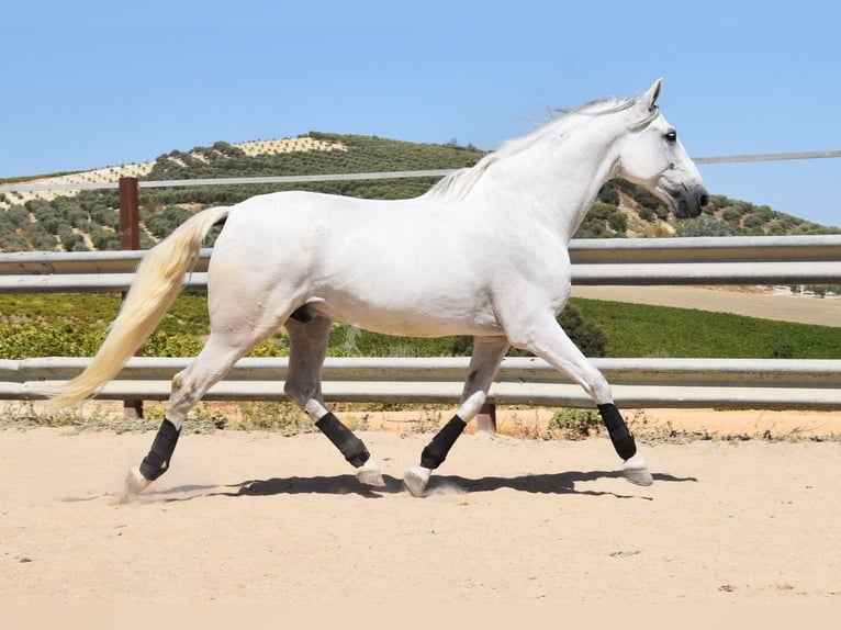Andaluso Castrone 11 Anni 161 cm Grigio in Provinz Cordoba
