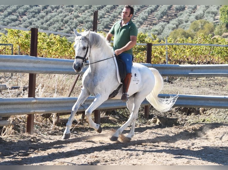 Andaluso Castrone 11 Anni 161 cm Grigio in Provinz Cordoba