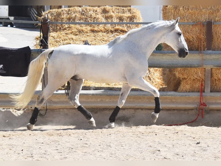 Andaluso Castrone 11 Anni 161 cm Grigio in Provinz Cordoba