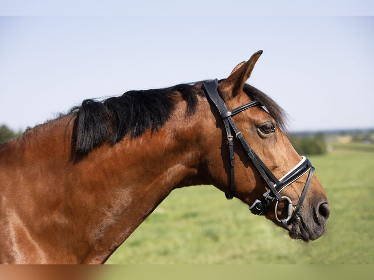 Andaluso Castrone 11 Anni 163 cm Baio in Pittenhart