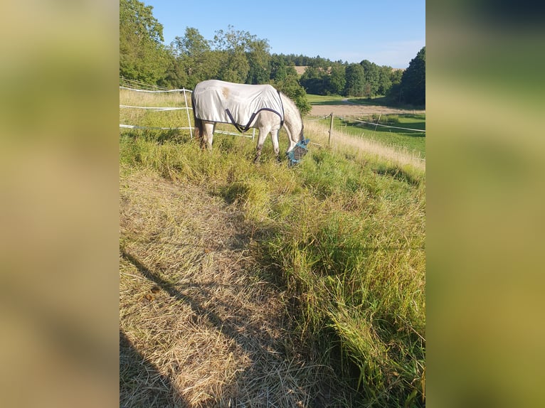 Andaluso Castrone 11 Anni 165 cm Grigio trotinato in Volkertshausen