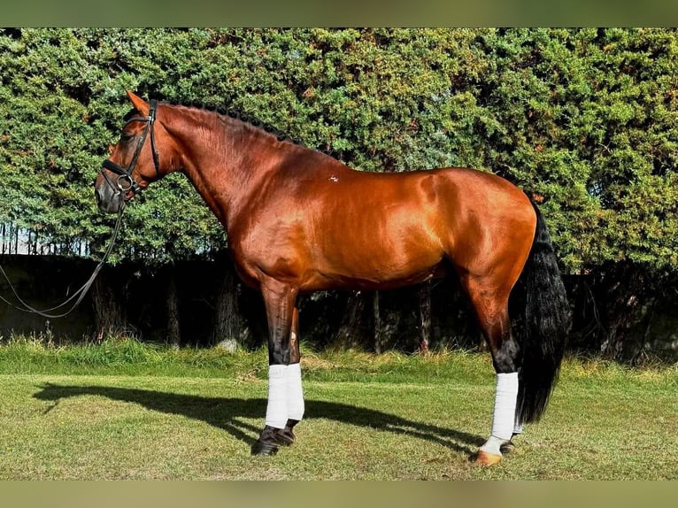 Andaluso Castrone 11 Anni 167 cm Baio in Galaroza (Huelva)