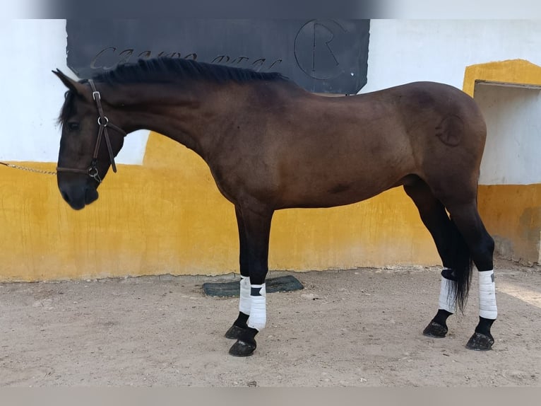 Andaluso Castrone 11 Anni 168 cm Baio scuro in Reus