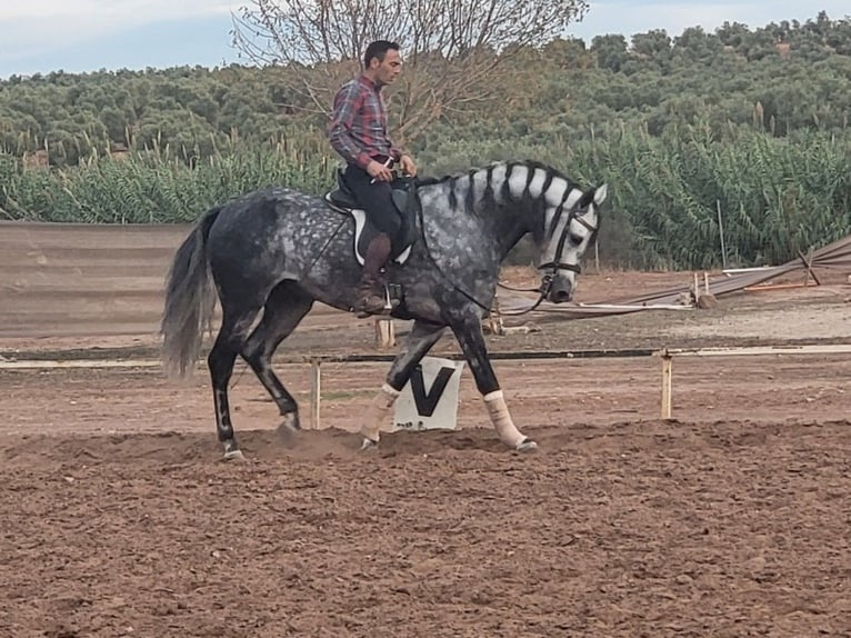 Andaluso Castrone 11 Anni 175 cm Grigio pezzato in 5440 Golling an der Salzach