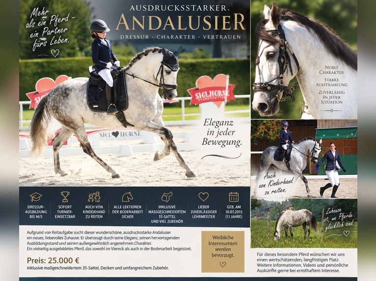 Andaluso Castrone 11 Anni 175 cm Grigio pezzato in 5440 Golling an der Salzach