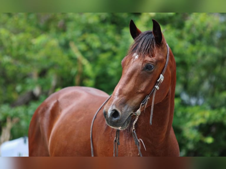 Andaluso Castrone 12 Anni 155 cm Baio ciliegia in Stephenville TX