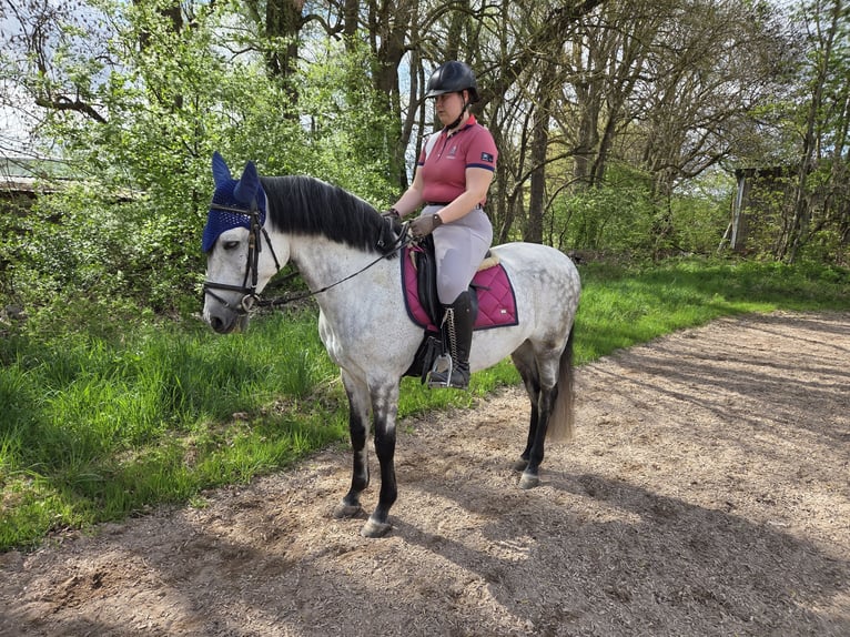 Andaluso Castrone 12 Anni 158 cm Grigio pezzato in Neuburg an der Donau
